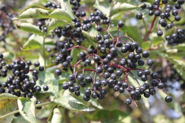 Olgun elderberry 'ler bir ağaç dalında asılı, açık güneşli bir günde yakın çekim. Arkaplan ya da duvar kağıdı olarak ve diğer tasarım fikirlerinizde kullanılabilir.