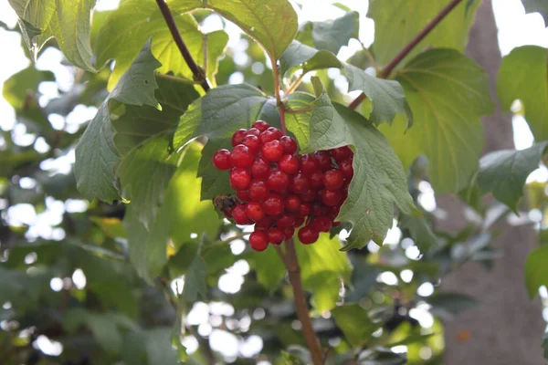 Viburnum Κόκκινο Γκρο Πλαν Μια Ηλιόλουστη Μέρα Μπορεί Χρησιμοποιηθεί Φόντο — Φωτογραφία Αρχείου