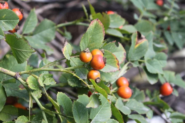 Rose Höfter Gren Sköt Närbild Klar Solig Dag Kan Användas — Stockfoto