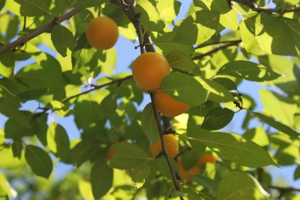 Dojrzałe Owoce Śliwki Wiszące Gałęzi Zrobione Bliska Pogodny Słoneczny Dzień — Zdjęcie stockowe