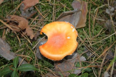 Güneşli bir günde yukarıdan bir mantarın yakın çekimi. Arkaplan ya da duvar kağıdı olarak ve diğer tasarım fikirlerinizde kullanılabilir.