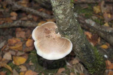 Güneşli bir günde bir mantarın (tinder fungus) yakın plan çekimi. Diğer tasarım fikirlerinizde olduğu gibi arka plan ya da duvar kağıdı olarak da kullanılabilir.