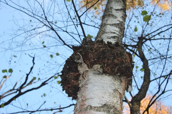 Champiñón Hongo Yesca Tronco Árbol Disparado Cerca Día Claro Soleado —  Fotos de Stock