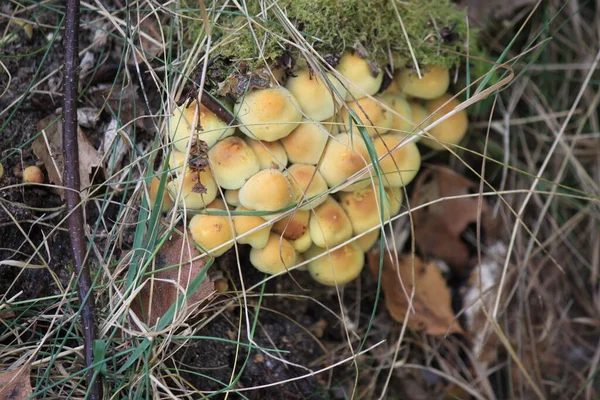 Many mushrooms (false mushrooms) on a stump in the grass, close-up shot on a clear sunny day. Can be used as a background or wallpaper, as well as in your other design ideas.