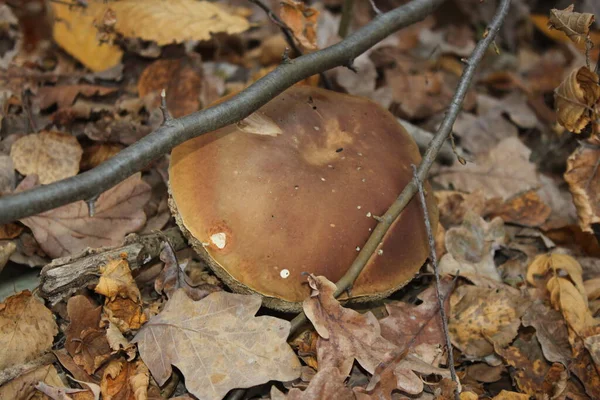 Champignon Blanc Dans Feuillage Sec Gros Plan Par Temps Clair — Photo