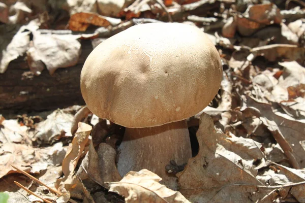 白色的蘑菇在干枯的叶子中 特写拍摄在晴朗的阳光明媚的一天 可以用作背景或墙纸 也可以用于你的其他设计理念 — 图库照片