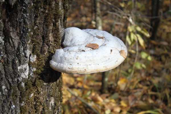 Bir Ağaç Gövdesinde Mantar Mantar Mantarı Güneşli Bir Günde Yakın — Stok fotoğraf