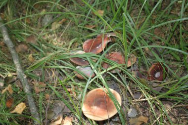 Yeşil çimenlikteki genç mantarlar, güneşli bir günde yakın çekim. Diğer tasarım fikirlerinizde olduğu gibi arka plan ya da duvar kağıdı olarak da kullanılabilir.