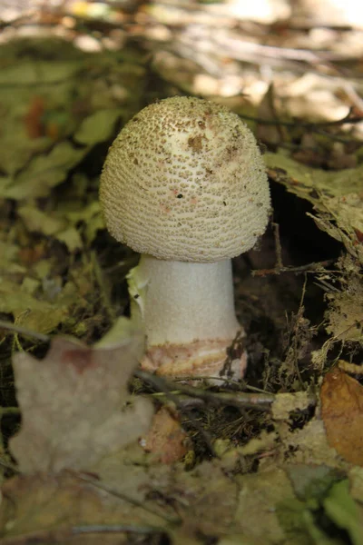 Champignon Parapluie Dans Feuillage Sec Plan Rapproché Par Temps Clair — Photo