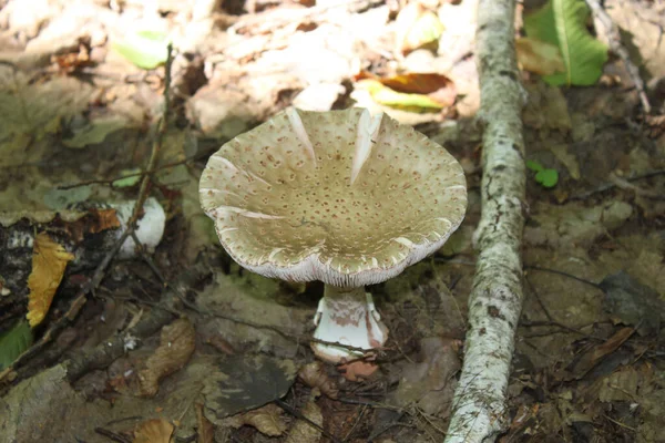 Mushroom Amanita Shot Close Clear Sunny Day Can Used Background — Stock Photo, Image