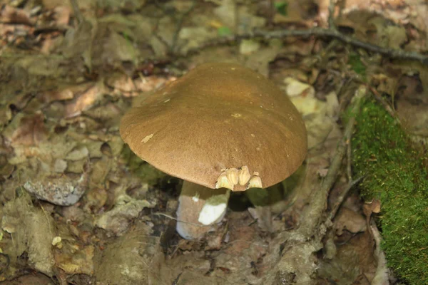 在一个阳光明媚的日子里 在森林里干枯的树叶中生长着一株蘑菇 在一个阳光明媚的日子里 它拍了个特写 可以用作背景或墙纸 也可以用于你的其他设计理念 — 图库照片