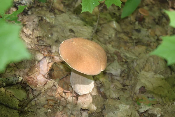 Cogumelo Que Cresce Floresta Folhas Secas Árvores Disparado Close Dia — Fotografia de Stock