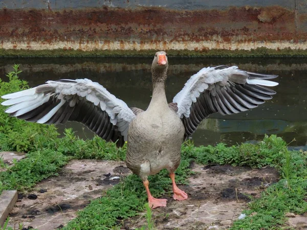 Goose clapping wings — Stock Photo, Image