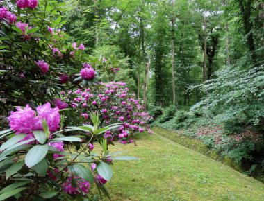 Rododendron ve yeşil çimenler