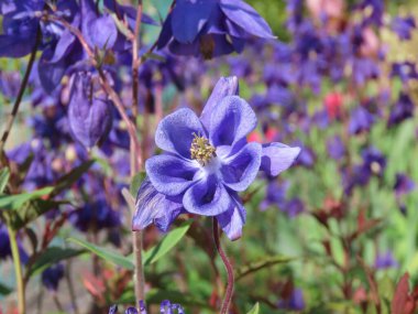 Columbine ya da Granny başlığı