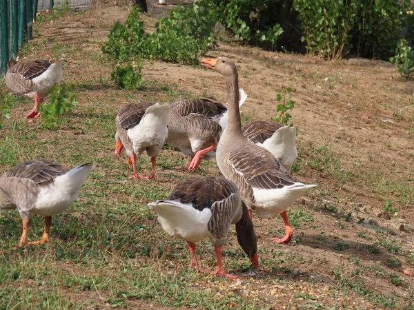 Geese eating corn — Stock Photo, Image