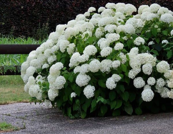Nagy fehér Hydrangea — Stock Fotó