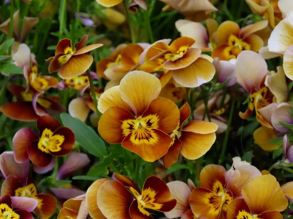 Kahverengi sarı hanım evlatları