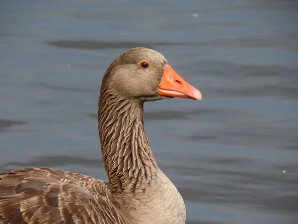 Portrait d'oie gris — Photo