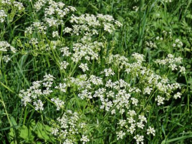 Kraliçe Annes dantel çiçekleri