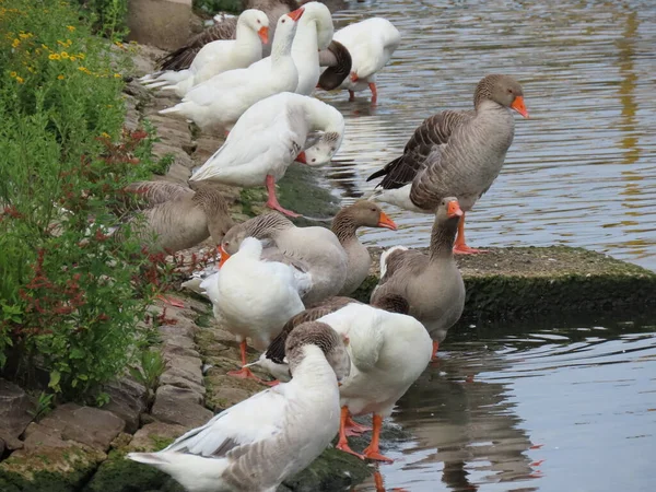 Greylag and white geese — Stock Photo, Image
