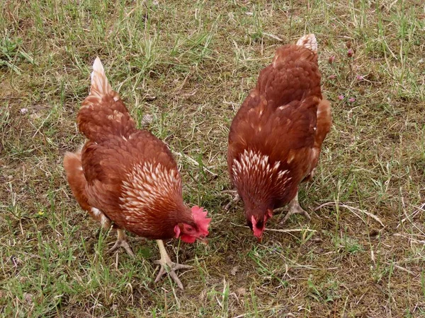 Bruine leghennen vrij uitloop — Stockfoto