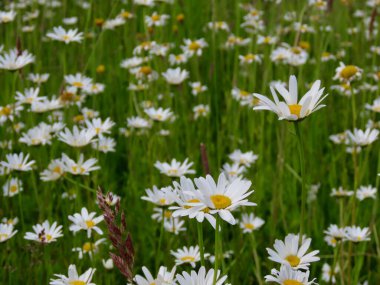 Papatyalar ve çimen dokusu