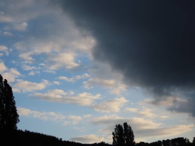 Kavak ağacı siluetleri 