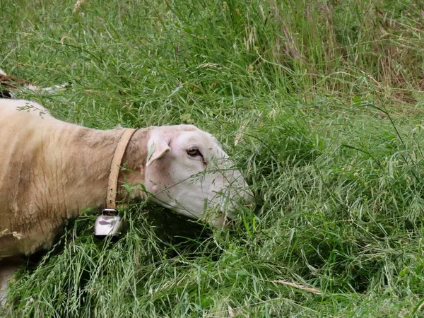 Moutons blancs manger — Photo