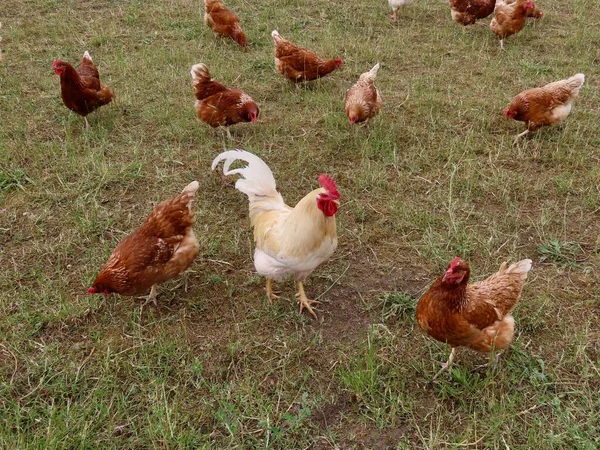 Free range hens and rooster — Stock Photo, Image