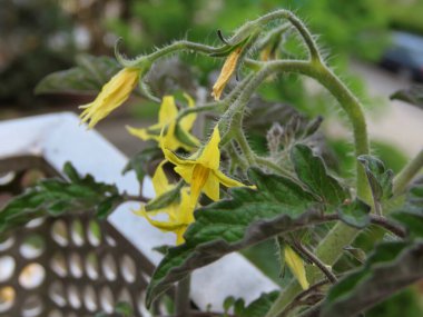 Terasta çiçek açan domatesler.