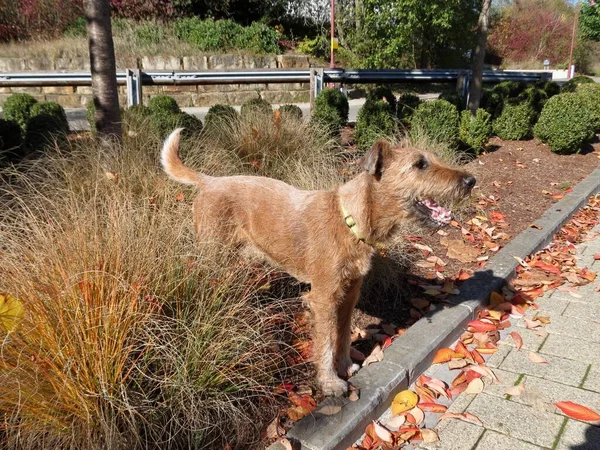 Irische Terrier-Tarnung — Stockfoto