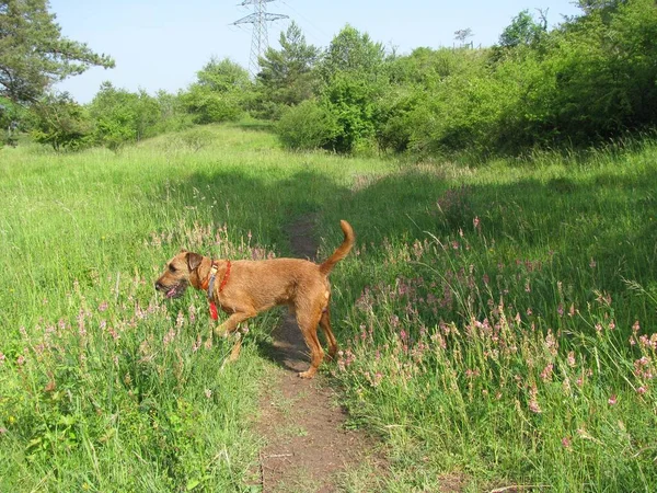 Irischer Terrier schnüffelt Blumen — Stockfoto