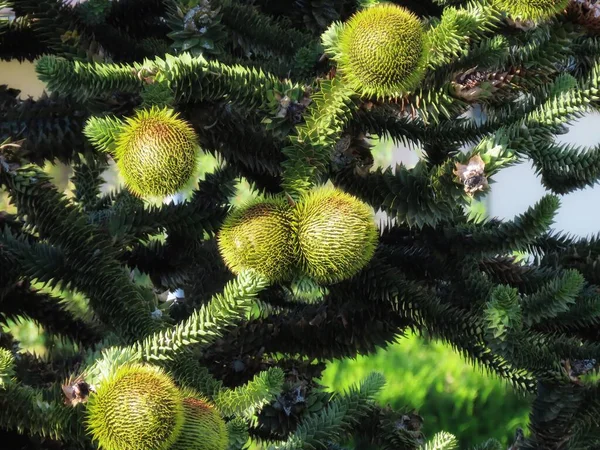 Cones Araucaria fechar — Fotografia de Stock