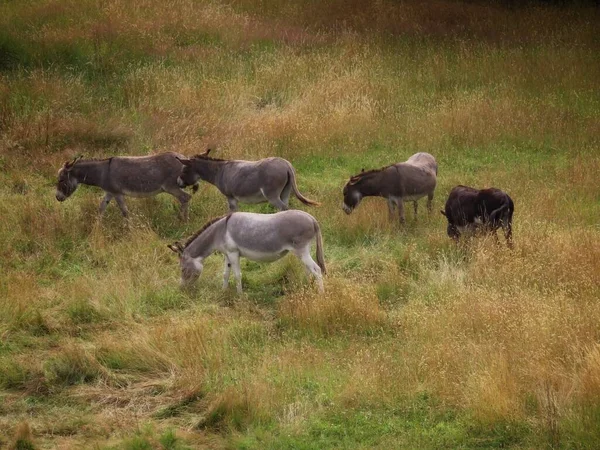 Burros en pastos secos — Foto de Stock