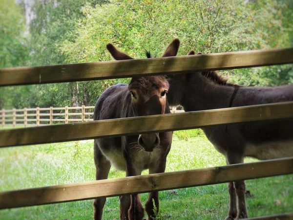 Dos burros en el recinto — Foto de Stock