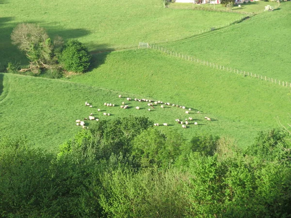 Herd of cattle in Pyrenees — Stock Photo, Image