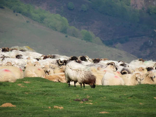 Πρόβατα στα Πυρηναία — Φωτογραφία Αρχείου