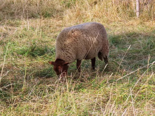 Ardennes Voskop moutons — Photo