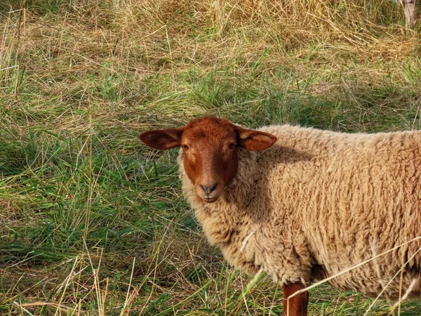 Ardennes Voskop sheep — Stock Photo, Image