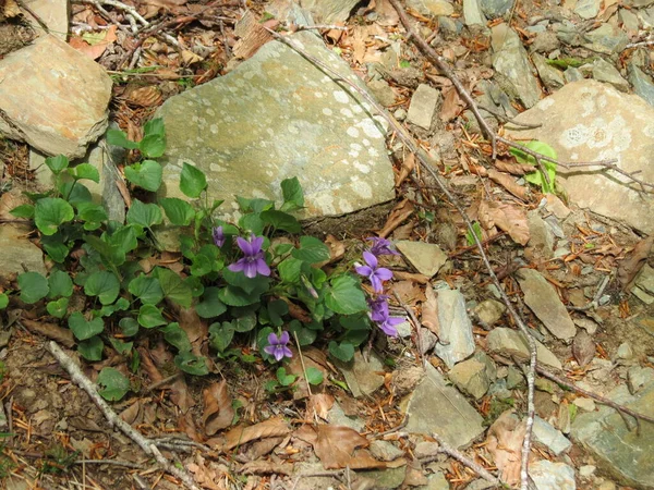 Violettes de bois parmi les pierres — Photo