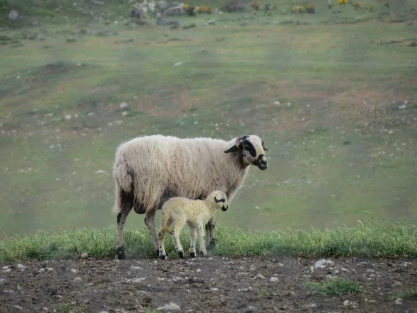 Churra sheep and lamb — Stock Photo, Image