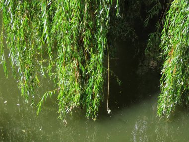 Nehirde salkım söğüdü