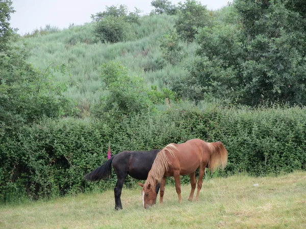 Castanha e cavalo preto — Fotografia de Stock