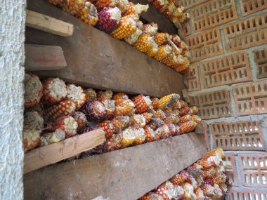 Tahıl ambarında mısır koçanları