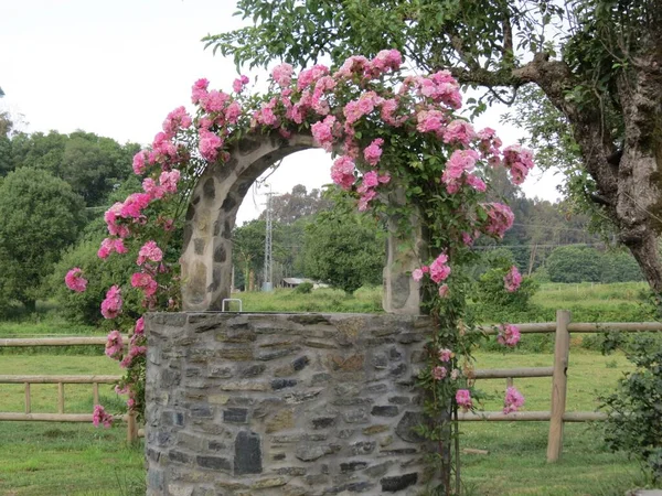 Pink roses over well — Stock Photo, Image