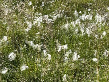 Kuzey Kutup Dairesi 'nin ötesinde büyüyen tüyleri olan pamuk çiçekleri.