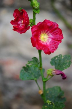 Romantico fiore rosso con gocce di rugiada