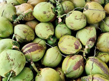 Yerel bir markette taze hindistan cevizi satışı için büyük ve dokulu bir yığın bekliyor. Tazeliği, tropikal cömertliği ve sağlıklı su kaybını simgeliyor..