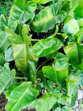 Tropik bir Philodendron 'un güzel, kalp şeklinde yaprakları